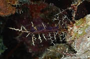 Thyroscyphus ramosus Hydraire algue-Bonaire Small wall-10m-20180219-Denis-ADER-DSC_6852_tn